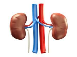 Kidney Disorders Ayurvedic Treatment