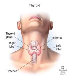 Thyroid disorders